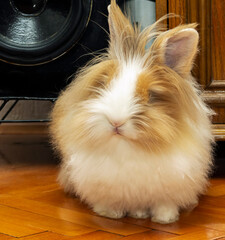 Obraz premium Young and cute little Angora bunny posing for a picture/ Adobe RGB color space.