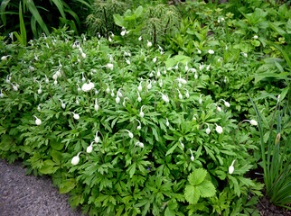 white flowers in a flowerbed as a texture for the background
