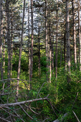 Forest and tall trees landscape in nature reserve
