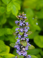 Bugle - Ajuga reptans, a low growing wild flower in grass