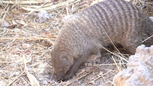 An Egyptian mongoose (Herpestes ichneumon) digging in the dirt