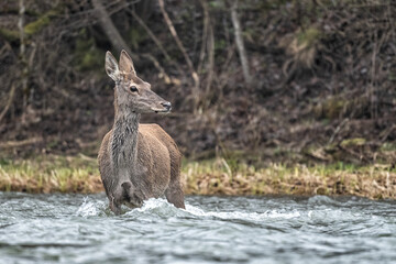 Red Deer (Cervus elaphus) in the river. The Bieszczady Mts., Carpathians, Poland.