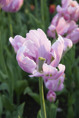 Obraz premium Fresh blooming gentle pink tulip with large beautiful bud and straight slim green stem on the background of a flowerbed in a spring city park. Soft sunny light and air shadow, closeup, vertical