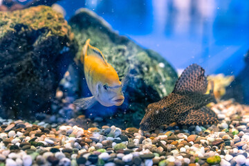 Large aquarium fish in a large aquarium. Goldfish and som