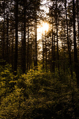 Sunset in the woods. Sunbeams passing through trees