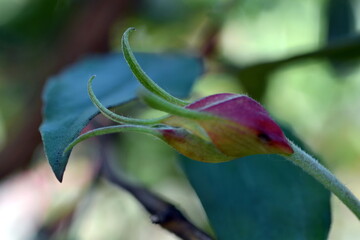 Knospe einer Lorbeerblättrigen Zistrose