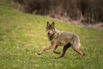 Fototapeta premium Grey Wolf (Canis lupus). The Bieszczady Mts., Carpathians, Poland.