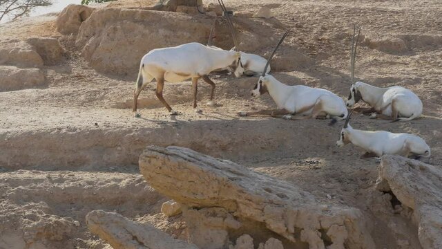 Herd of arabian oryx (Oryx leucoryx) critically endangered resident of the Arabian Gulf stands in the hot desert sand 