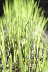 green grass