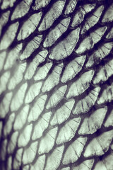 fish scale © mycteria