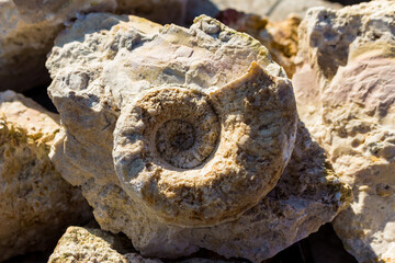 The shell of the fossil nautiloidea is the lower section of the Carboniferous period. Search for fossils in a limestone quarry. Kaluzhskiy region, Russia © PhotoChur