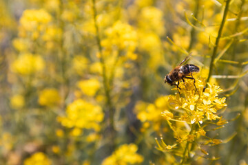 bee on yellow flower