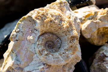 The shell of the fossil nautiloidea is the lower section of the Carboniferous period. Search for fossils in a limestone quarry. Kaluzhskiy region, Russia © PhotoChur