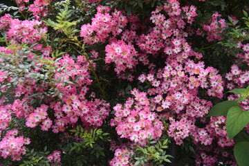 Obraz premium Vine rose flowers in full bloom in early summer.