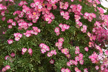 Vine rose flowers in full bloom in early summer.