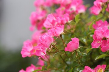 Vine rose flowers in full bloom in early summer.
