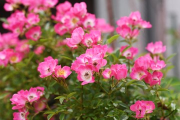Fototapeta na wymiar Vine rose flowers in full bloom in early summer.