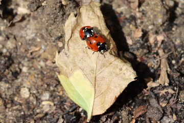 ladybirds mating on a dead leaf