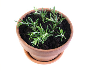 A new cuttings rosemary plant is planted in a pot. Pot with drainage and ground isolated on white background.
