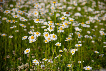 Flowers, chamomile in meadow