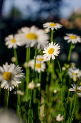 Beautiful fresh daisies bloom outdoors in the field