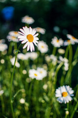 Beautiful fresh daisies bloom outdoors in the field