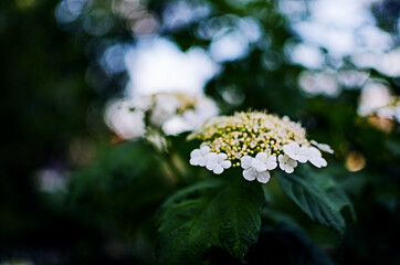 Viburnum flower white flowers and then red berries on the bushes
