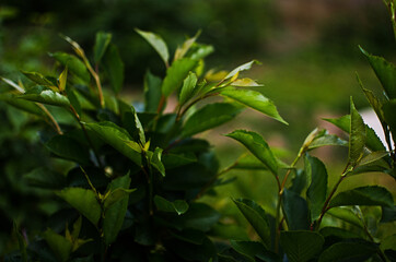 Abstraction growing green leaves on a light background outdoors
