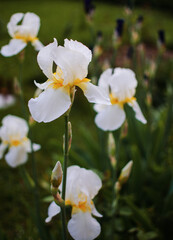 Naklejka na ściany i meble Irises are wonderful flowers to decorate the yard near the gazebo or in the garden