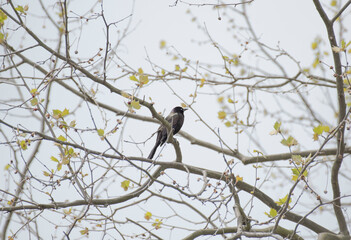 Common Grackle