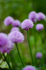 Onions are for flavor and taste for many dishes