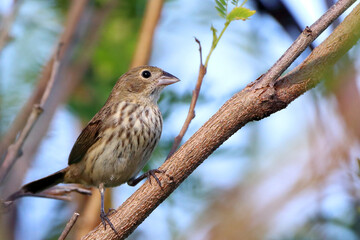 female of Blue-black Grassquit (Volatinia jacarina) perched on a branch