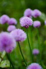 Onions are for flavor and taste for many dishes