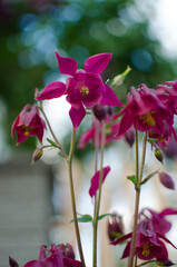 Beautiful aquilegia flowers bloom outdoors in spring for bouquets