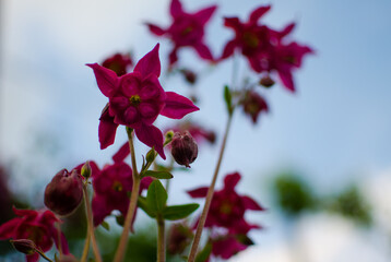 Beautiful aquilegia flowers bloom outdoors in spring for bouquets