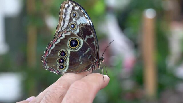 Blue butterfly, Morpho peleides, the Peleides blue morpho, common morpho or the emperor closed on person's hand