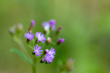 Little ironweed flower.