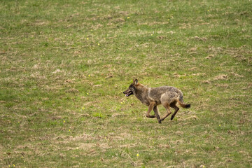 Grey Wolf (Canis lupus). The Bieszczady Mts., Carpathians, Poland.