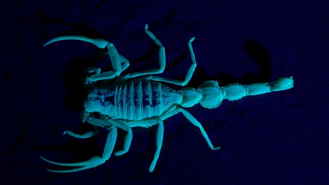 Shield Tailed Scorpion (Apistobuthus pterygocercus) under black light in the middle east close up on the sand at night.