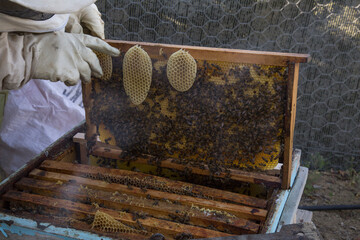 Beekeeper holding a honeycomb full of bees. The bee is examining the honeycomb frame. beekeeping concept