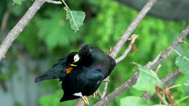 A common hill myna (Gracula religiosa), hill myna or myna bird perched on branch