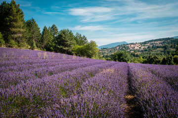 Plakat Landscape with lavender field and village