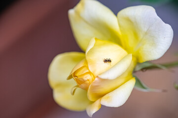 Fototapeta premium Ant walking on the yellow petals of a rose in spring 