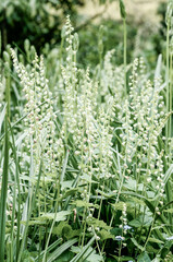 Obraz premium close up of grass