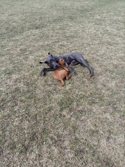 all dogs play together