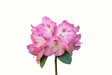 Pink rhododendron or azalea flower isolated on a white background