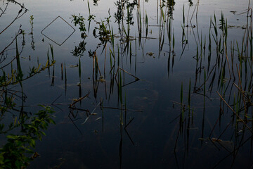 plants in the water