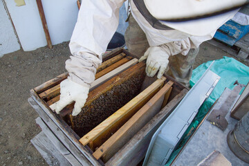 Beekeeper work collecting honey. Beekeeping concept.