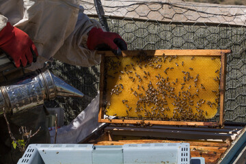 Beekeeper holding a honeycomb full of bees. The bee is examining the honeycomb frame. beekeeping concept