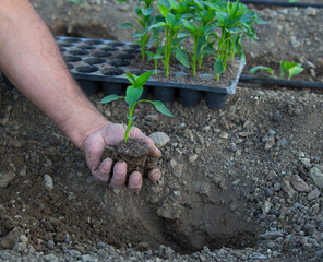 photo of gardener planting seedlings in the ground